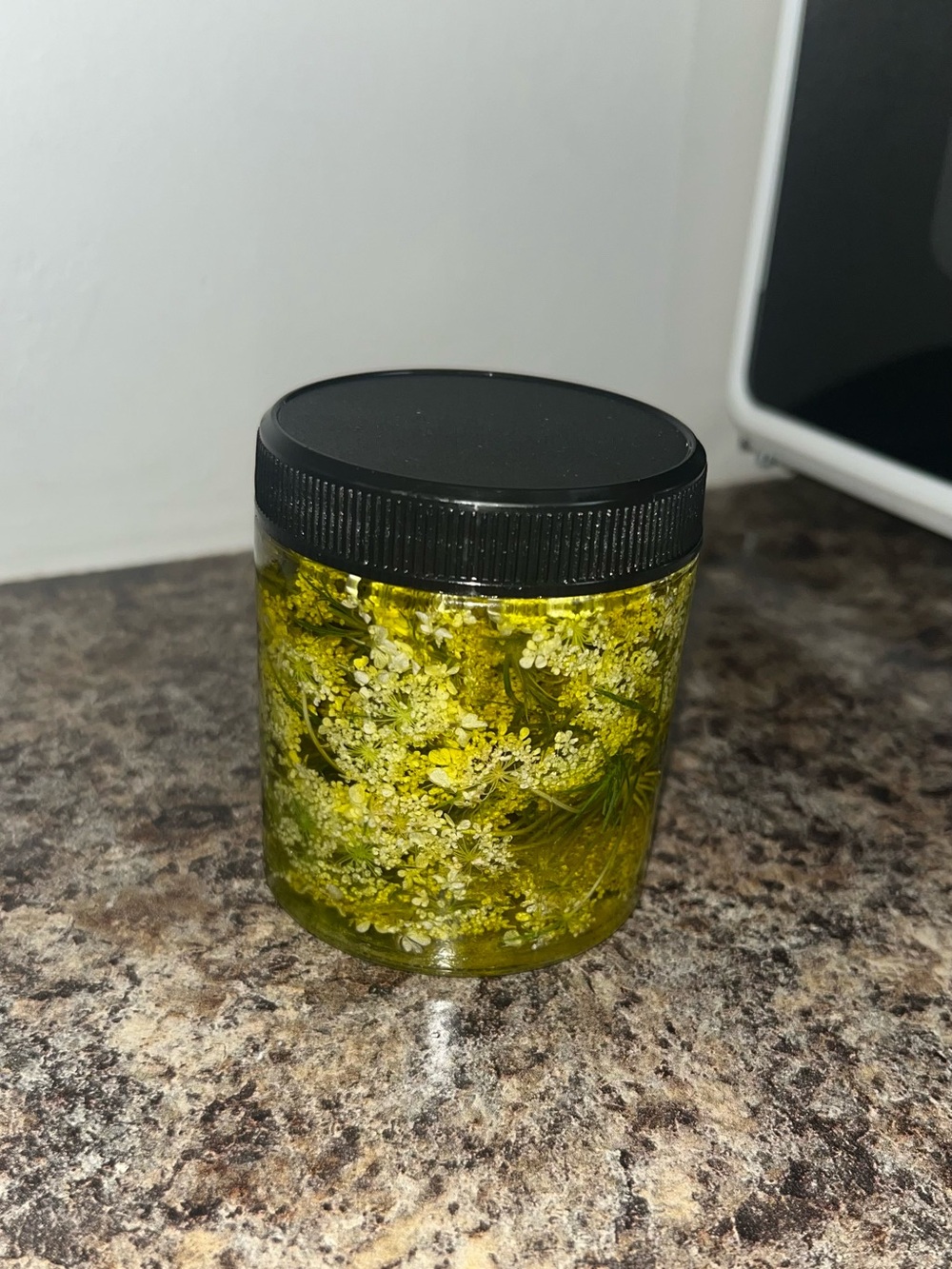 WILD CARROT SEED OIL | Olive Oil infused with Daucus Carota for skin care
